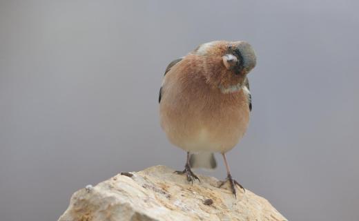 oiseau
